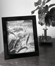 Oiseaux de mer sous cadre verre noir @atmospher 25 x20